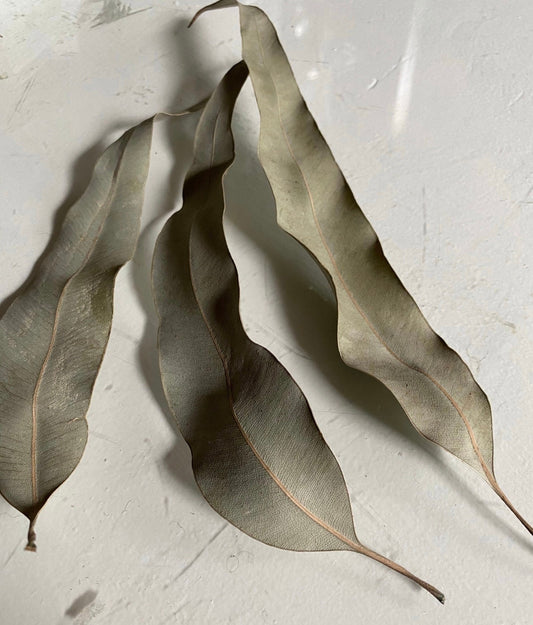 Dried eucalyptus leaf for ritual cleansing